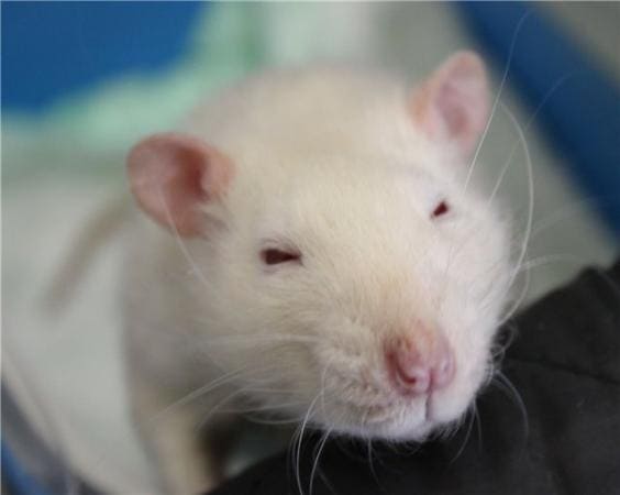 Лечение крыс на дому